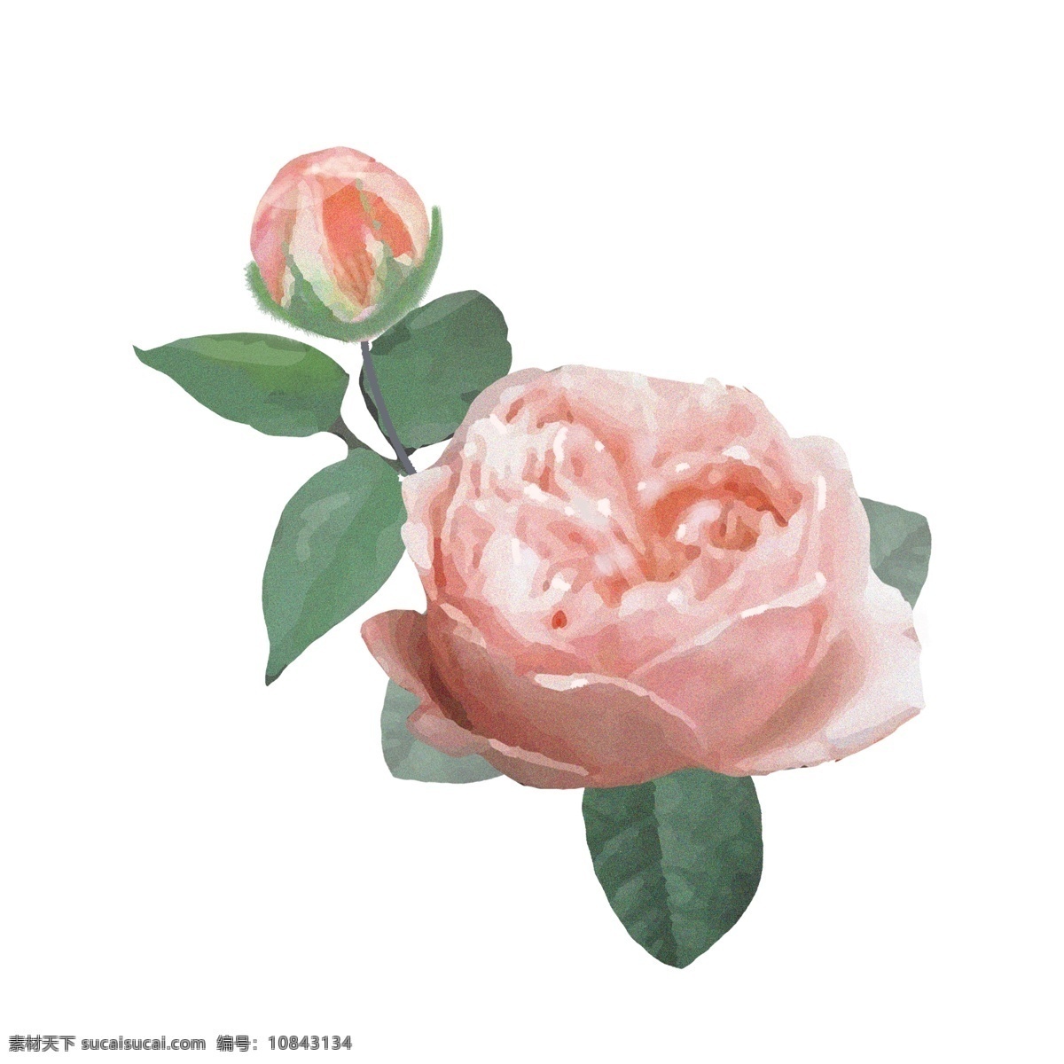 精品 手绘 写实 插画 月季 花卉 叶子 橙色 花 真实 花苞 开花 粉色