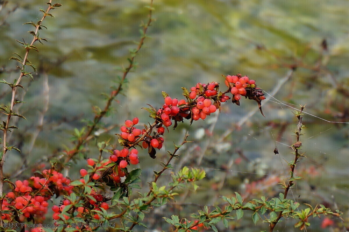 九寨沟 林木 树木 植物 红子 生物世界 树木树叶