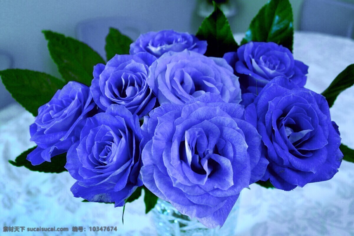 一束蓝玫瑰 盛开的蓝玫瑰 蓝色玫瑰花 花 花朵 花瓣 摄影花草树木 生物世界 花草