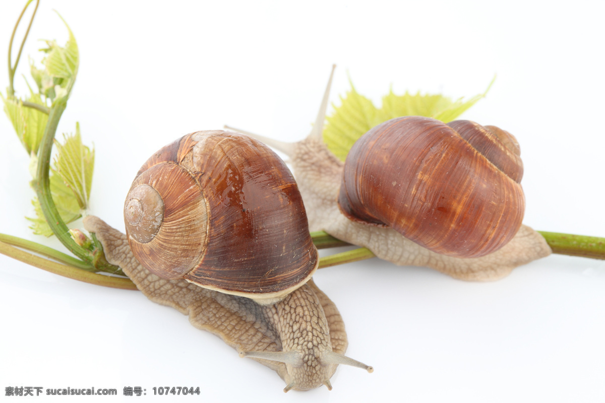 蜗牛 动物 爬行 无脊椎动物 花纹 触角 贝壳 树枝与蜗牛 树枝 昆虫世界 生物世界 白色