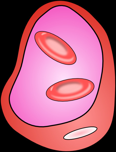 红细胞 红 血细胞 剪辑 艺术 煜赴 矢量图 其他矢量图