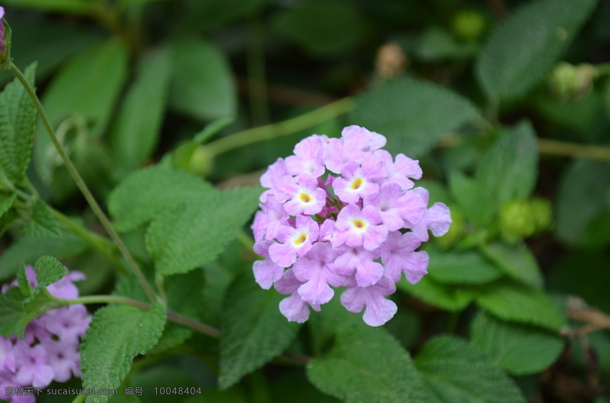 五色梅 花卉 摄影花卉 植物摄影 自然风景 花卉摄影 绿色植物 鲜花 大自然 植物世界 花草 生物世界