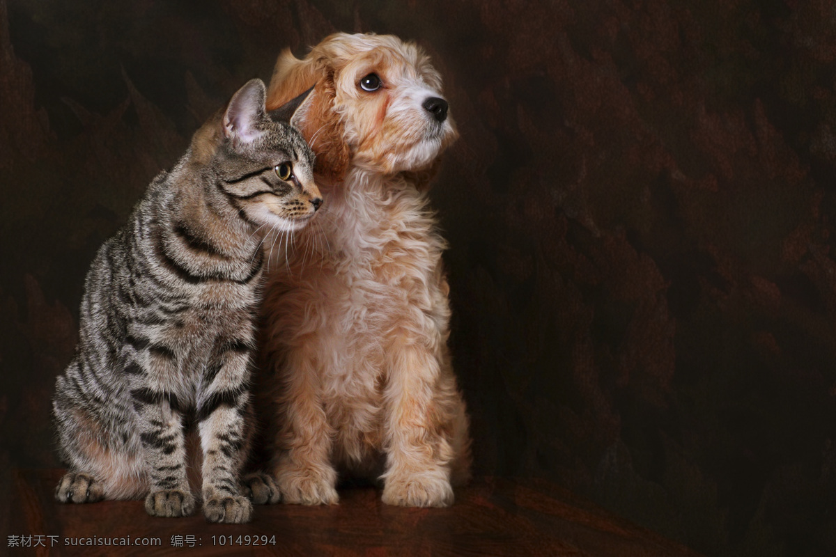 可爱 小狗 小猫 可爱小狗 宠物狗 可爱小猫 猫咪 宠物猫 可爱动物 动物世界 宠物 狗狗图片 生物世界