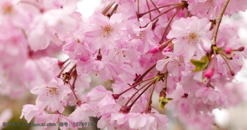 粉色花 粉色 花 樱花 实拍 实拍花 植物 高清花 高清花朵 花朵 实拍高清素材 多媒体 实拍视频 动物植物 mov