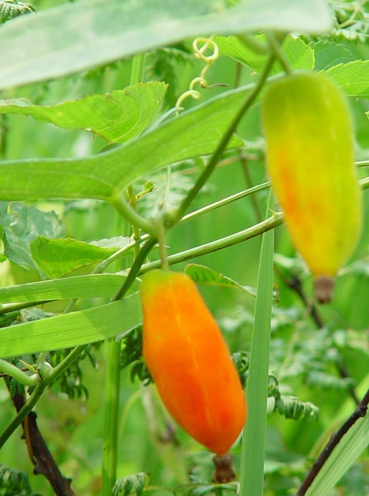 菜园 绿色 蔬菜 农家菜园 绿色菜园 花卉风景 生物世界 树木树叶