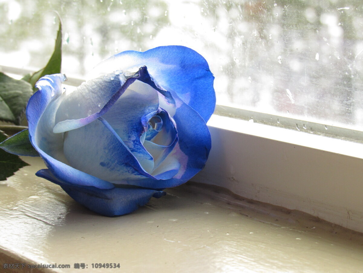 支 蓝色 玫瑰花 玫瑰 蓝色花朵 蓝花 鲜花