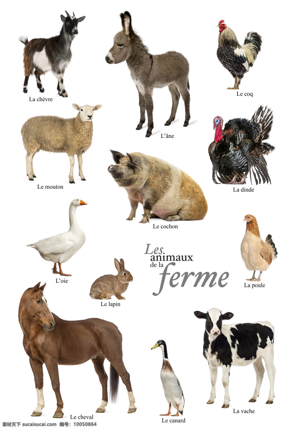 常见 家禽 家畜 高清 12种 生物世界 家禽家畜
