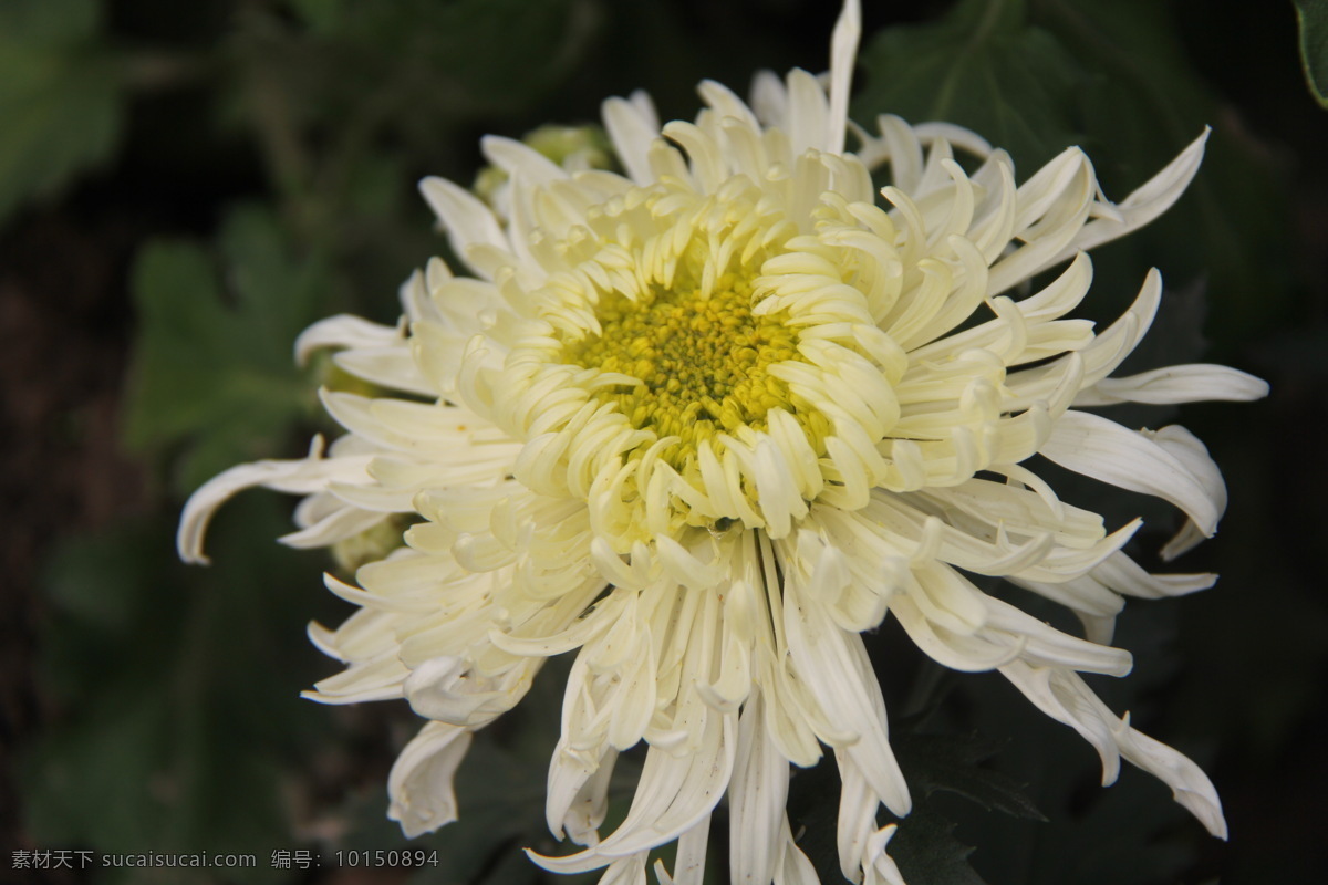 菊花 花草 开封 生物世界 二 十 九 届 展览会 菊展 秋菊 开 封二 花会 装饰素材 展示设计