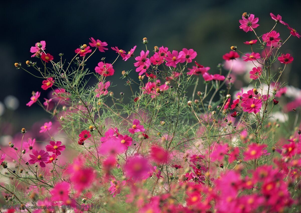 红色 野花 花卉 自然风景 花草 生物世界 鲜花 花海 绿色 花卉风景 红色花海 春天景象 花草树木