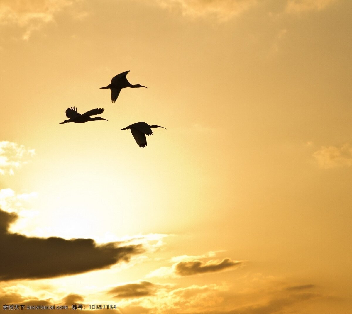 大雁 壁纸 动物 自然 黄昏 落日 晚霞 飞翔 共享 图 天地 灵宠 生物世界 鸟类