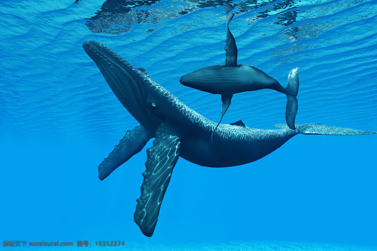 蓝鲸 海洋 鲸鱼 清澈 海底世界 母子 生物世界 海洋生物