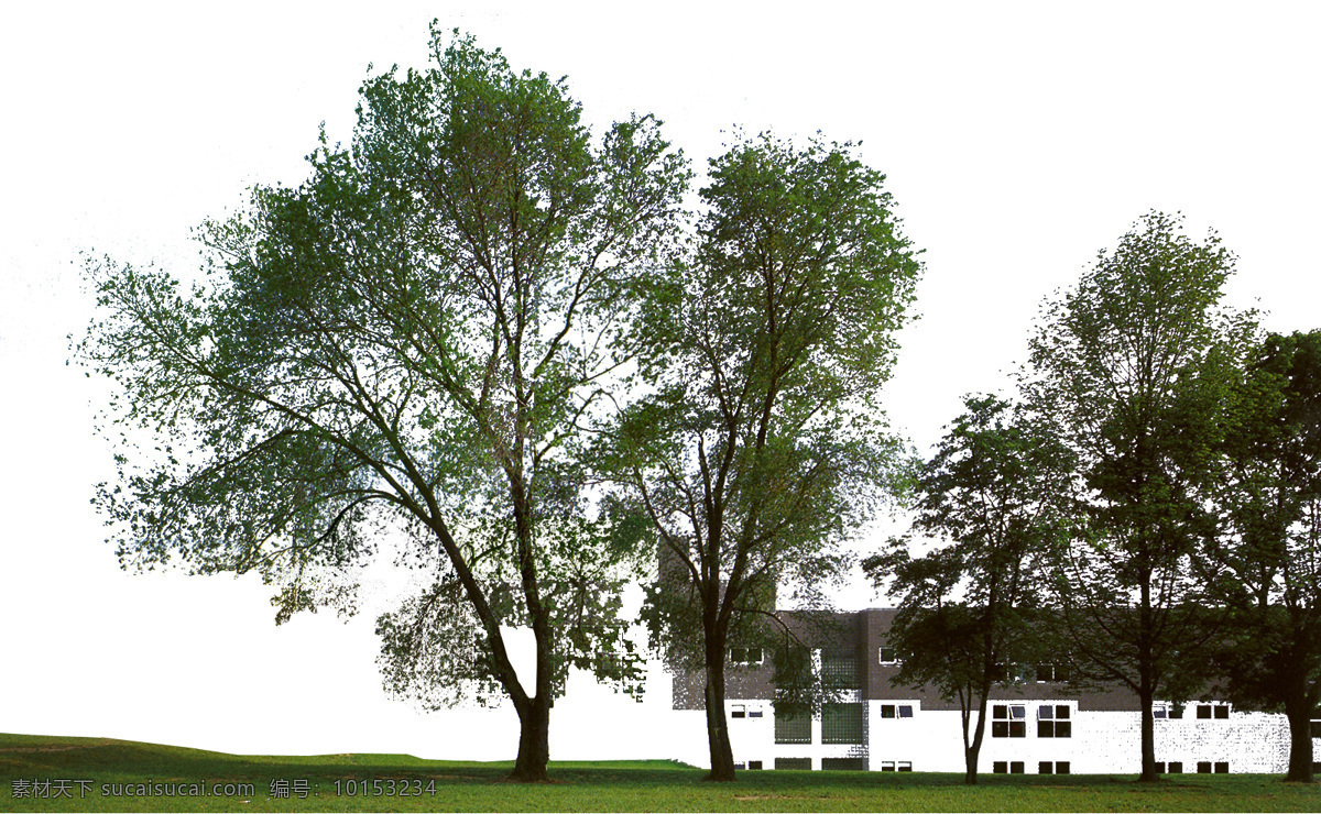 棵 树群 植物 树丛 园林植物 多棵 配景素材 园林 建筑装饰 设计素材 3d模型素材 室内场景模型
