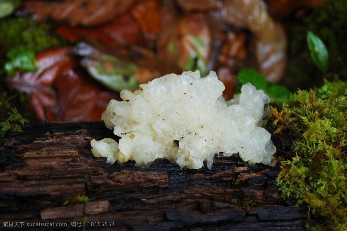 野生银耳 野生 银耳 绿色食品 餐饮美食 食物原料 野生菌类 摄影图库