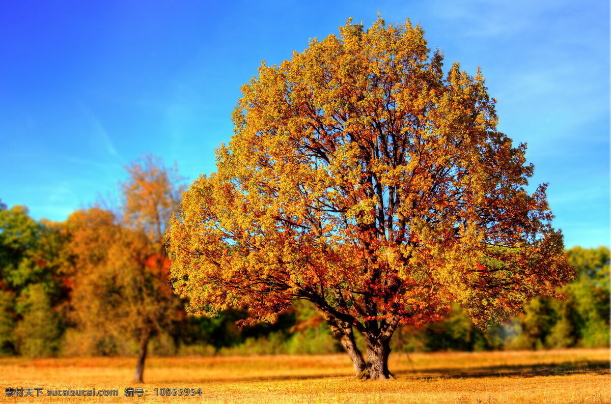 秋天 大树 高清 树木 一棵树 秋天树叶 树干