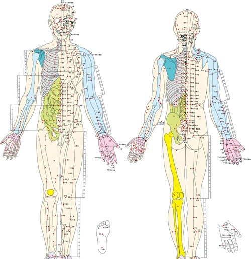 经络穴位图 经络 穴位 人体经络 人体穴位 人体经络穴位 医疗保健 生活百科 矢量