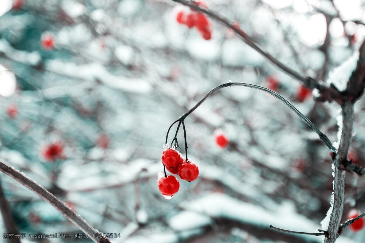 一点红 冰雪 冰树 红果 樱桃 冬天 水珠 冰冻 风景 自然景观 自然风景