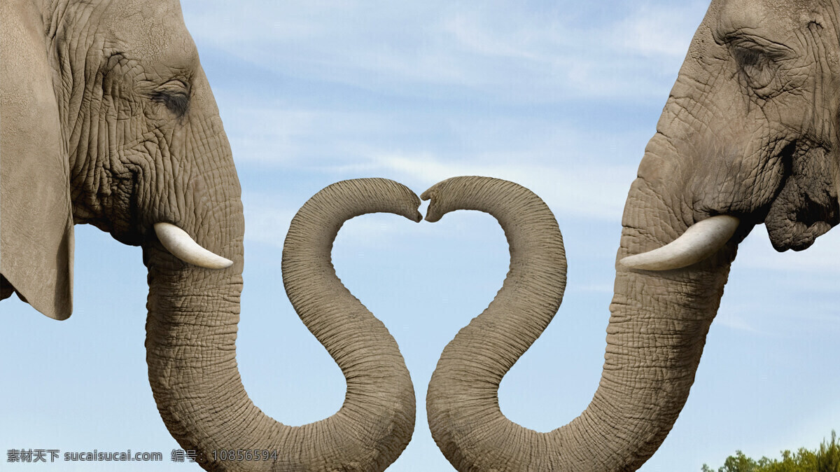 爱心大象 创意 爱心 爱情 心形 大象 野生大象 创意大象 创意爱心 象鼻 可爱 野生动物 生物世界