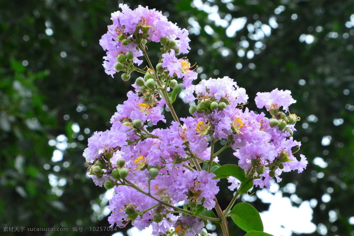 紫薇花 紫薇树 园林美景 满堂红 灌木 紫薇 花卉 枝叶 花儿 花草 园林绿化 绿化景观 生物世界
