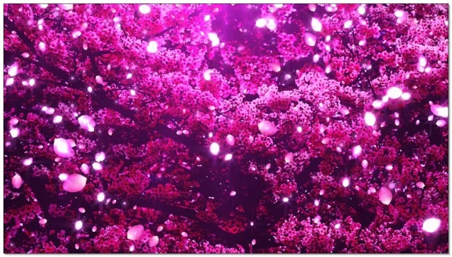樱花视频素材 樱花 粒子光效 视觉享受 动态壁纸 高清视频素材 入门视频素材 实用视频素材