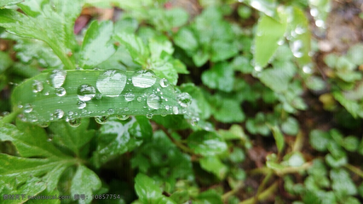 水珠 水滴 露珠 露水 雨滴 雨珠 相机拍摄 自然景观 自然风景