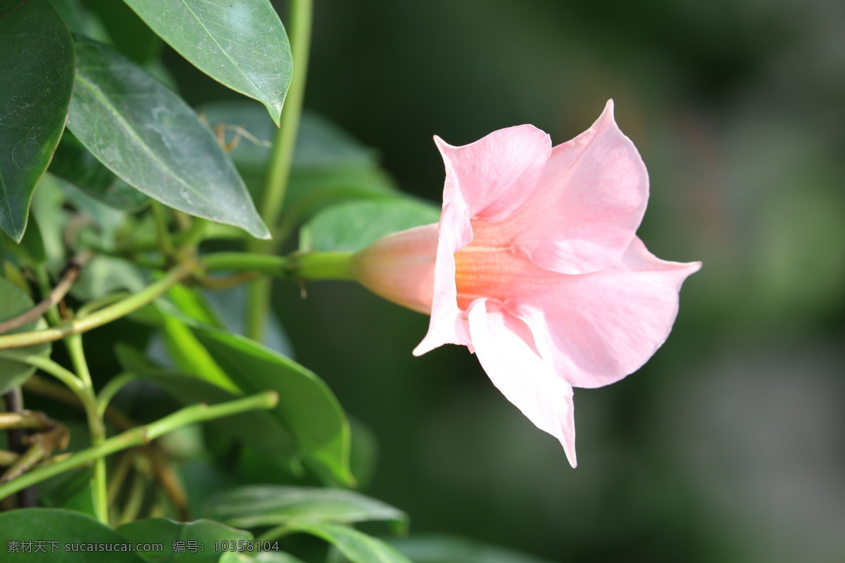 飘香藤 红皱藤 双腺藤 双喜藤 文藤 红蝉花 藤本植物 观赏花卉 花瓣 花朵 花儿 花草 花卉 植物 绿化景观 花卉大观园 生物世界