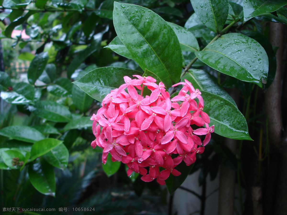 位图 写实花卉 植物 花朵 绣球花 免费素材 面料图库 服装图案 黑色