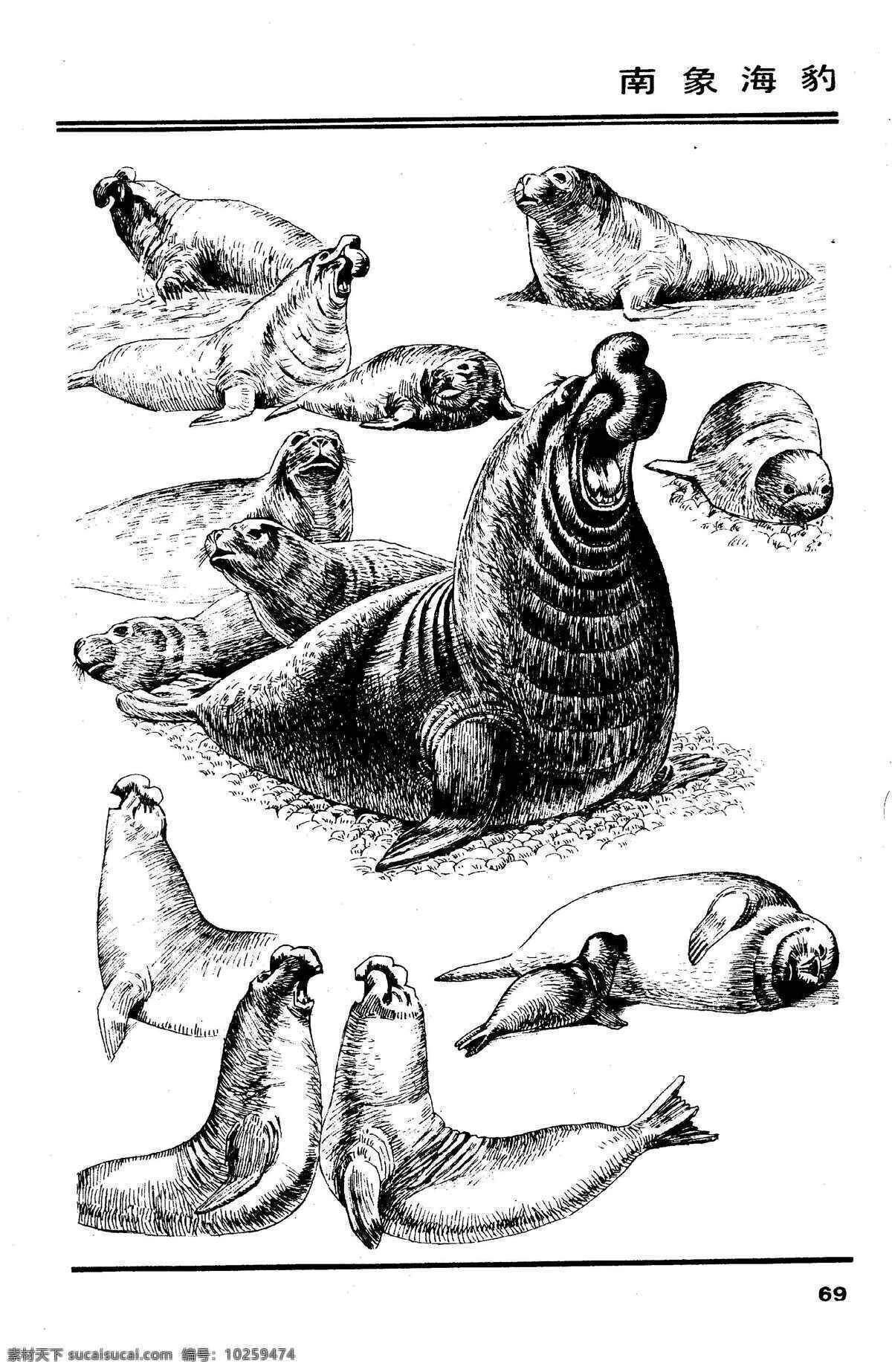 画兽谱 南象 海狮 百兽 兽 家禽 猛兽 动物 白描 线描 绘画 美术 禽兽 野生动物 象 狮 海洋动物 生物世界 设计图库