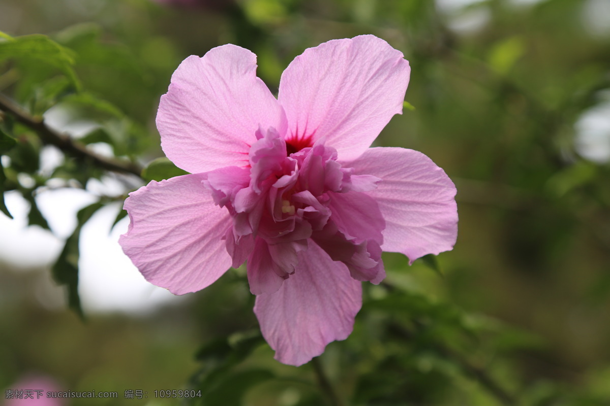 木槿花 木槿 无穷花 花卉 花儿 花草 植物 园林绿化 绿化景观 装饰画 木槿木槿花 生物世界