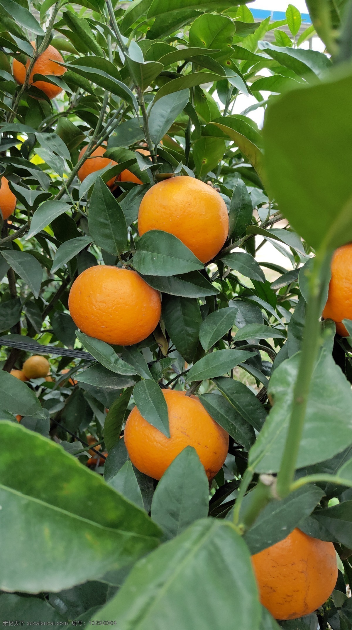 广西沃柑图片 柑橘 柑果 水果 果树 柑桔 生活百科 生活素材