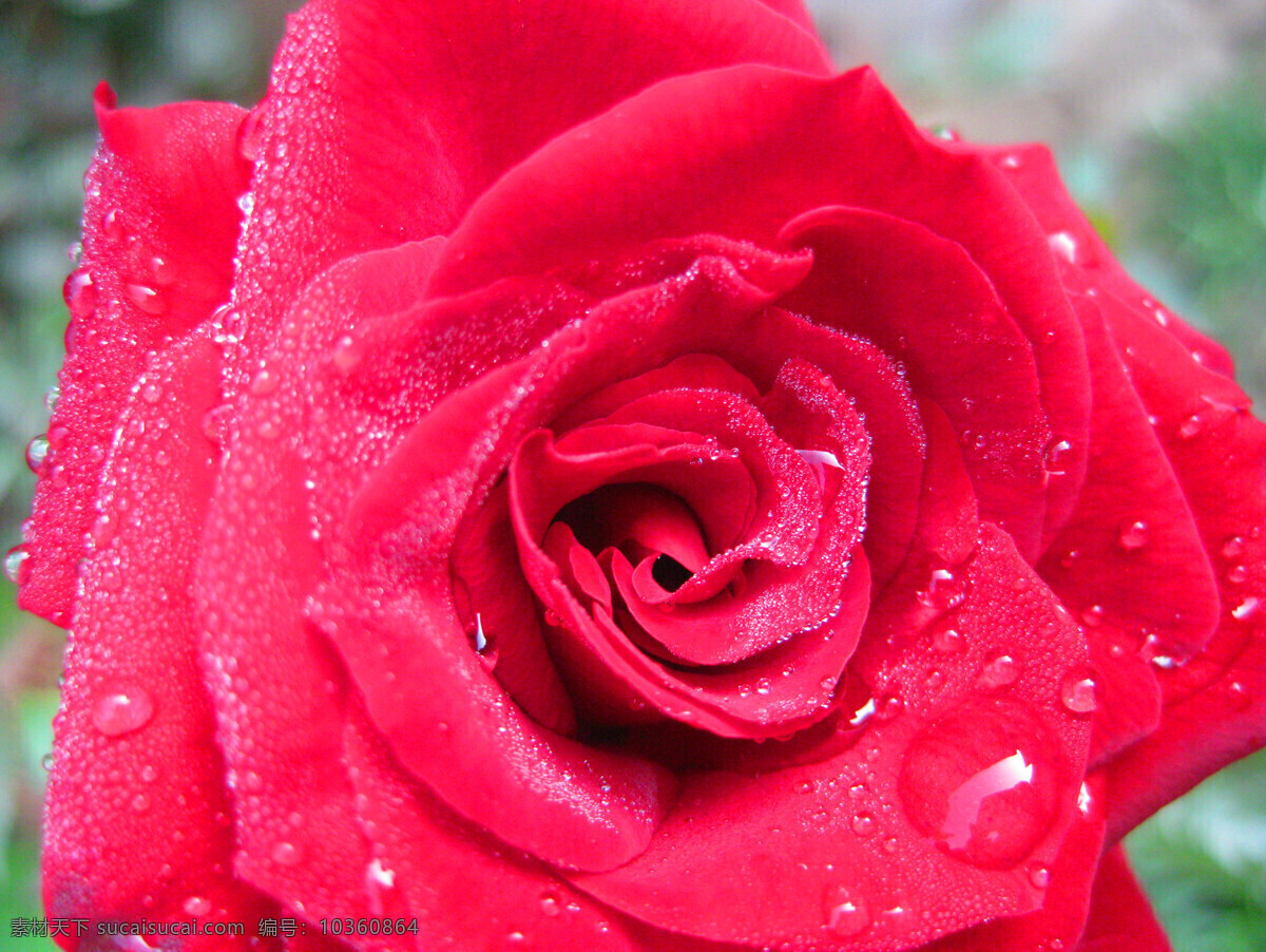 带露 珠 雨滴 红玫瑰 红玫瑰一朵 露珠 晨光 绿色 微距 花花草草 花草 生物世界