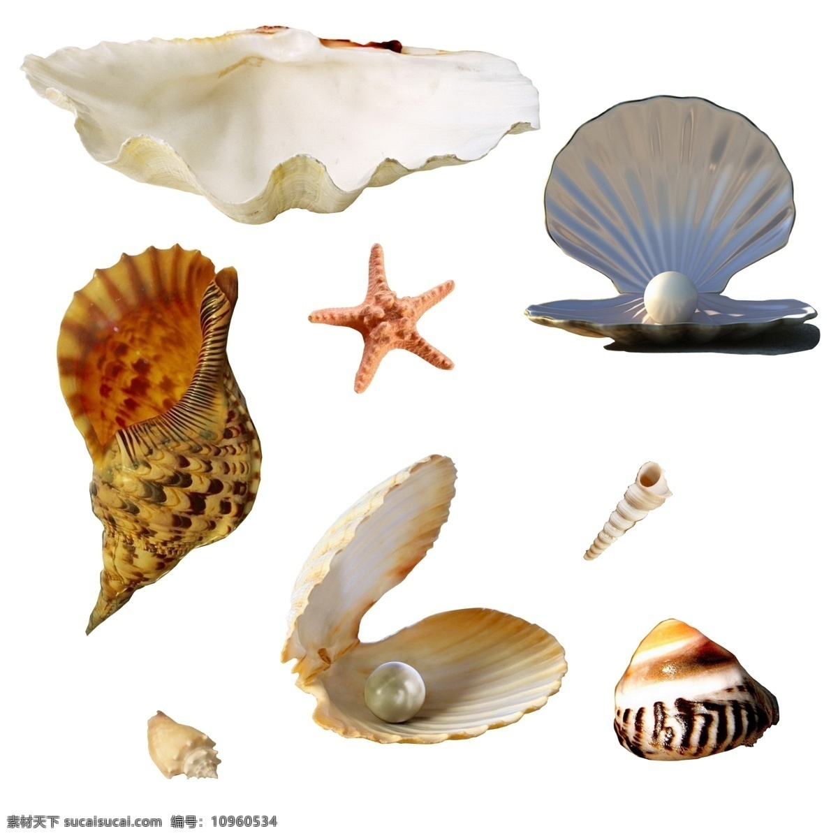 贝壳 珍珠 扇贝 蜗牛 海星 漂亮 分层素材 生物世界 海洋生物