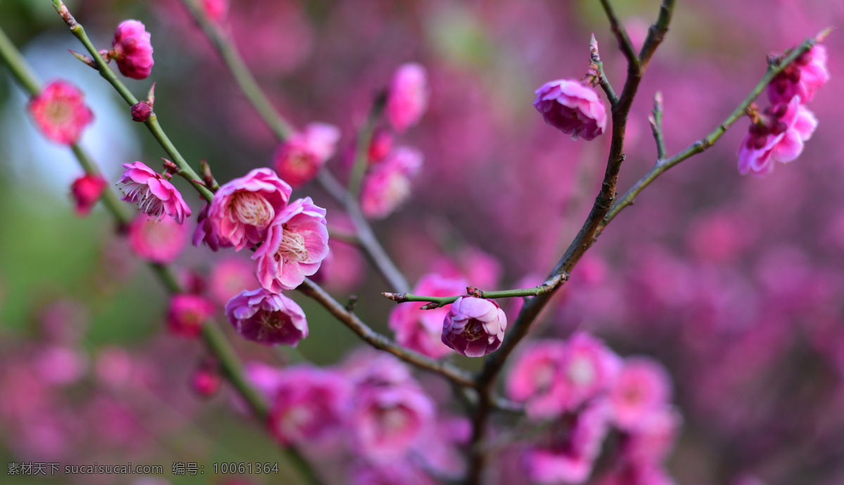 梅花 梅 背景 特写 花 花瓣 美丽 季节 绽放 粉色 缤纷 热烈 春天 自然景观