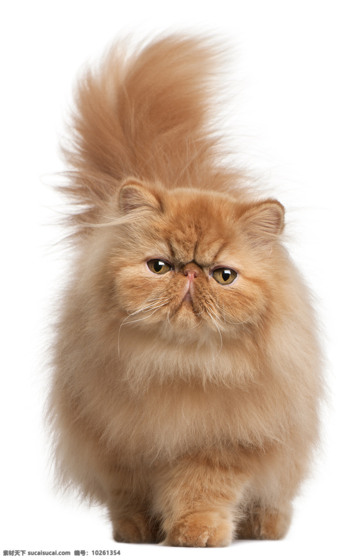 可爱 波斯猫 猫 小猫 猫咪 宠物 萌 动物世界 猫咪图片 生物世界