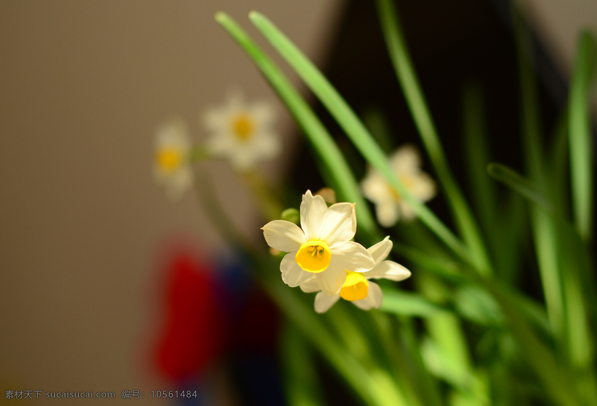 冬季 水培 花 水仙花 开花 水仙花开花 水养植物 冬季水培 植物 家庭水仙花 冬季水培花 居室摆放 水培花卉 盆栽的 观叶植物 生物世界 花草