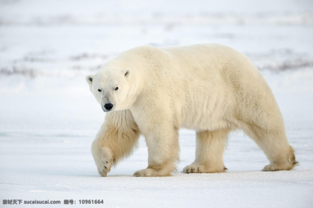 北极熊 熊 白熊 大自然 野生动物 动物