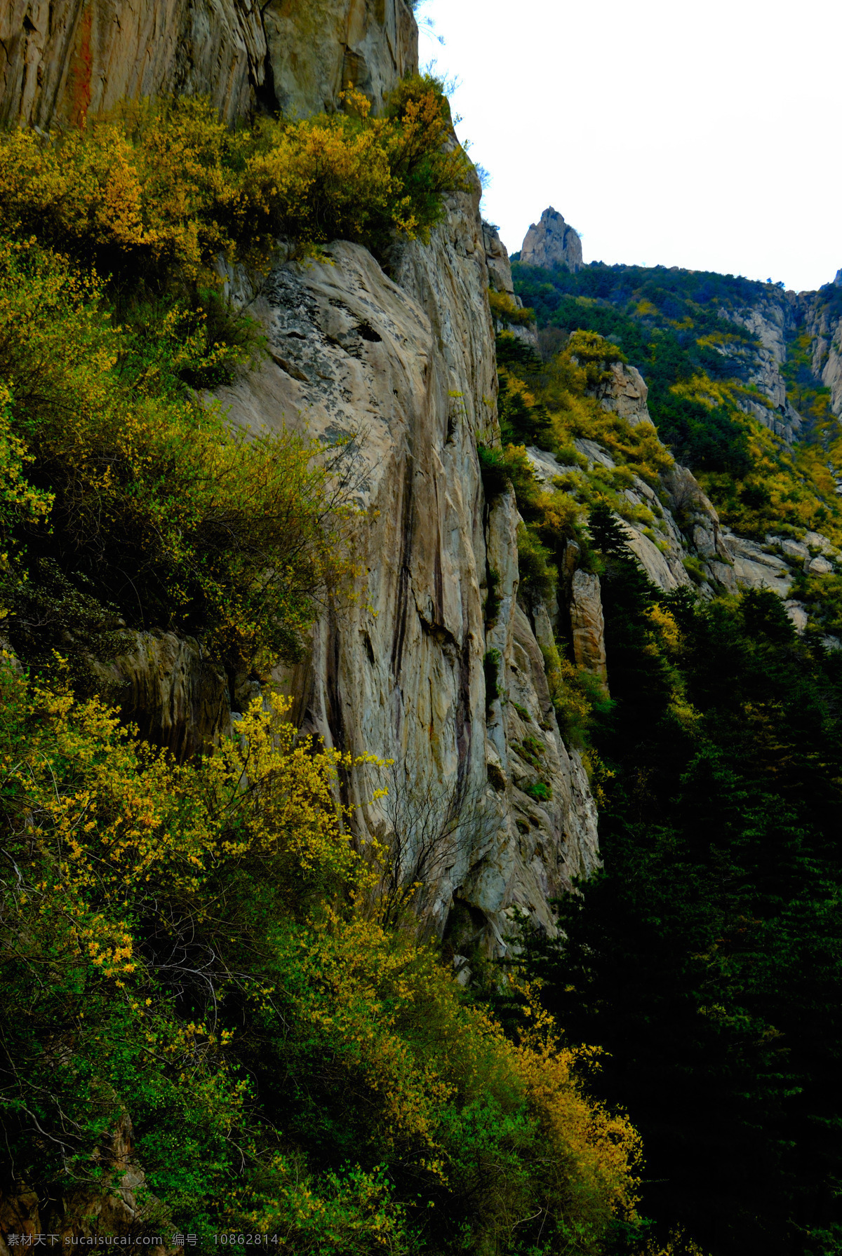 春天 大山 黄花 绿树 森林 山峰 山水风景 山崖 绝壁 上 花 绝壁上的花 植物 泰山上的风景 自然景观 psd源文件