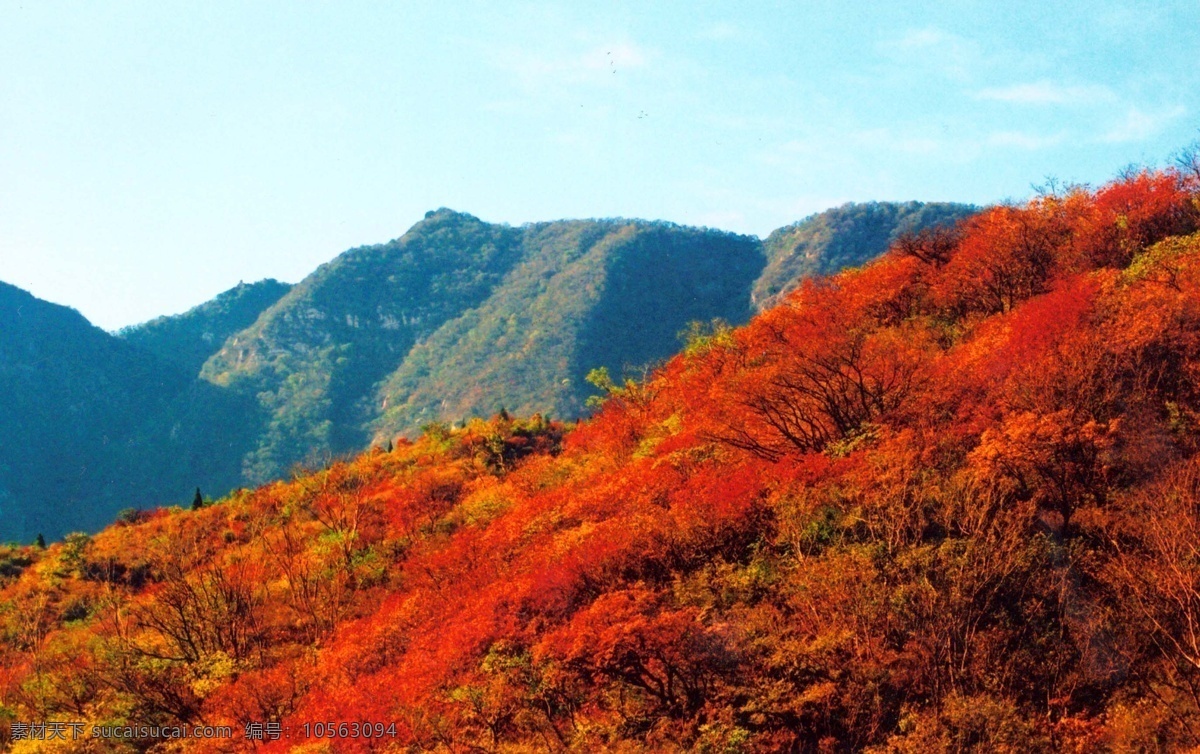 香山红叶 枫叶 红枫 红山 香山 自然风景 自然景观 满山枫叶