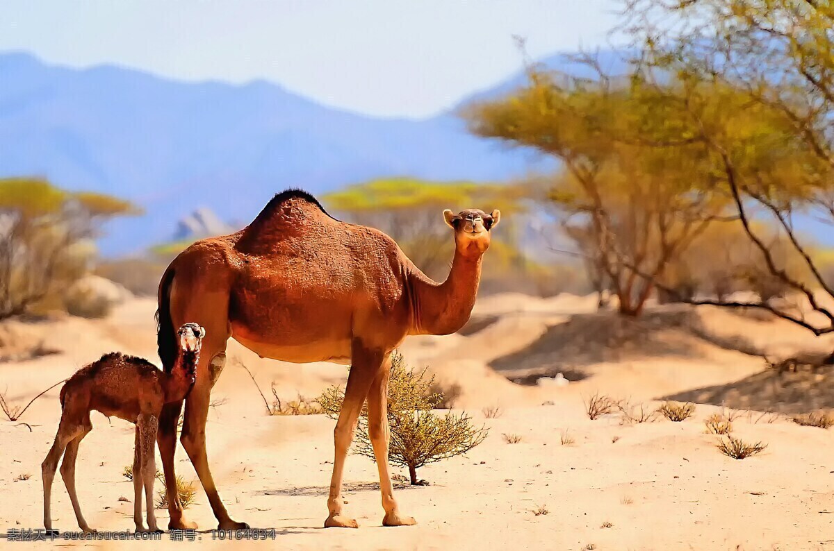 沙漠大小骆驼 沙漠 荒漠 骆驼 沙漠骆驼 大骆驼 小骆驼 驼峰 野生骆驼 野生动物 哺乳动物 动物 生物世界
