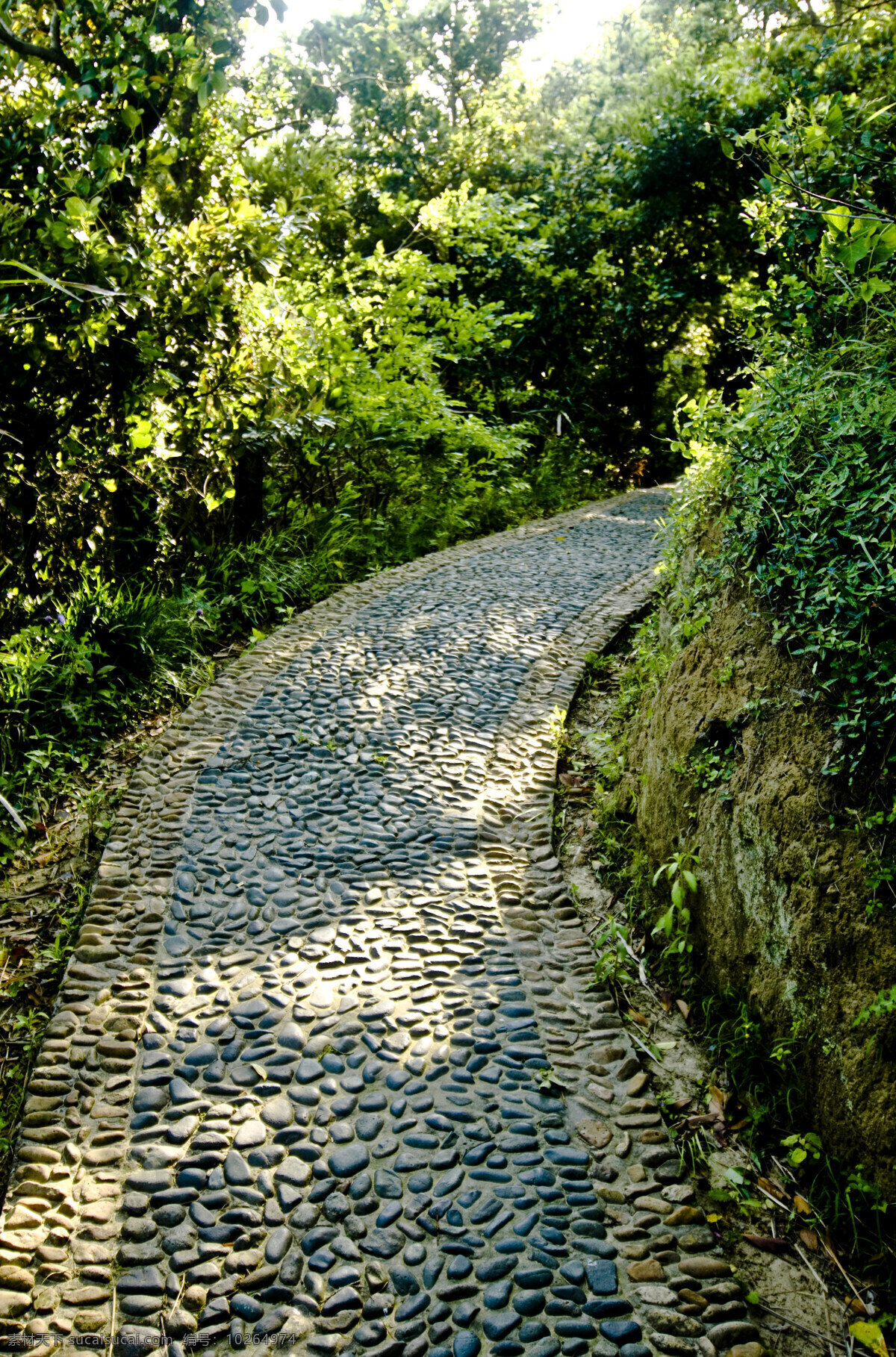 石头路 明媚 阳光 绿色野外 树林 桃花岛 国内旅游 旅游摄影
