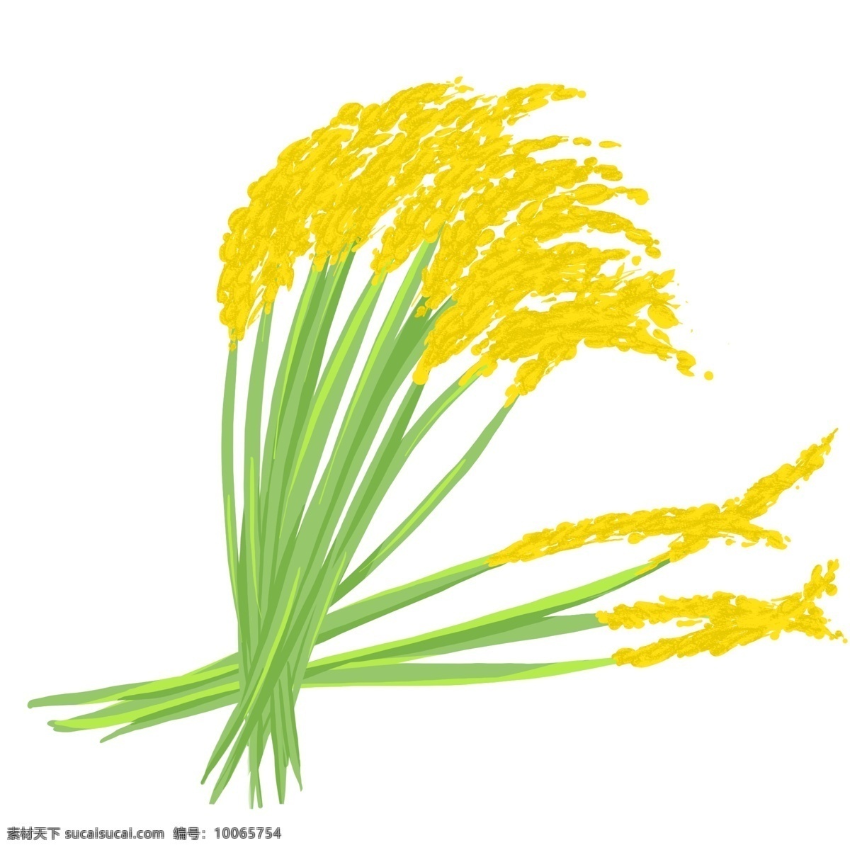 簇 金黄色 稻穗 水稻 自然 成熟 植物 农业 收获 农作物 种子 秋天 中国 农民 丰收 节