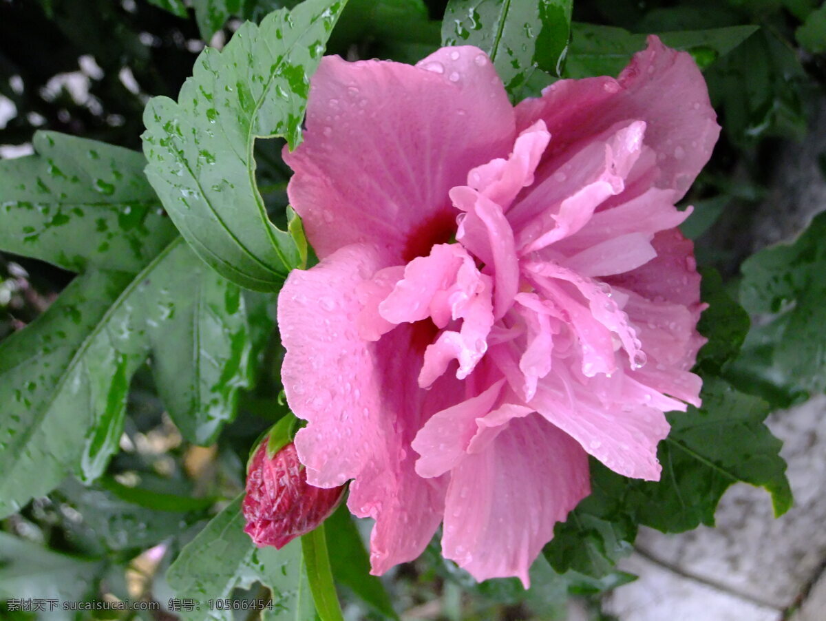 雨 中 花 花草 露珠 牡丹 生物世界 水滴 下雨 雨中花 psd源文件