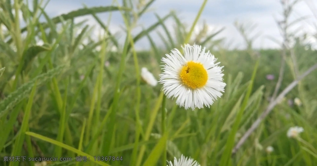 野花 花朵 小白花 花朵素材 实拍花 高清花 多媒体 实拍视频 动物植物 mp4