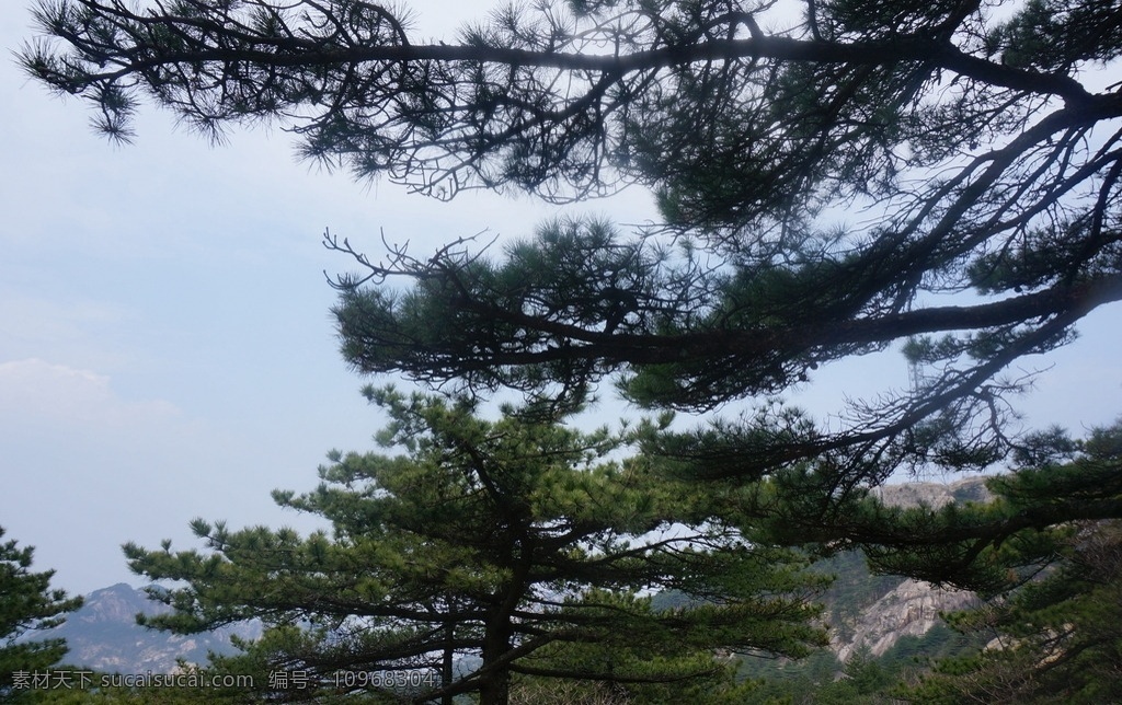 安徽黄山 黄山 黄山风景 安徽风景 安徽风光 黄山景观 黄山风景区 树木 高山 群山 安徽 安微黄山宏村 旅游摄影 自然风景