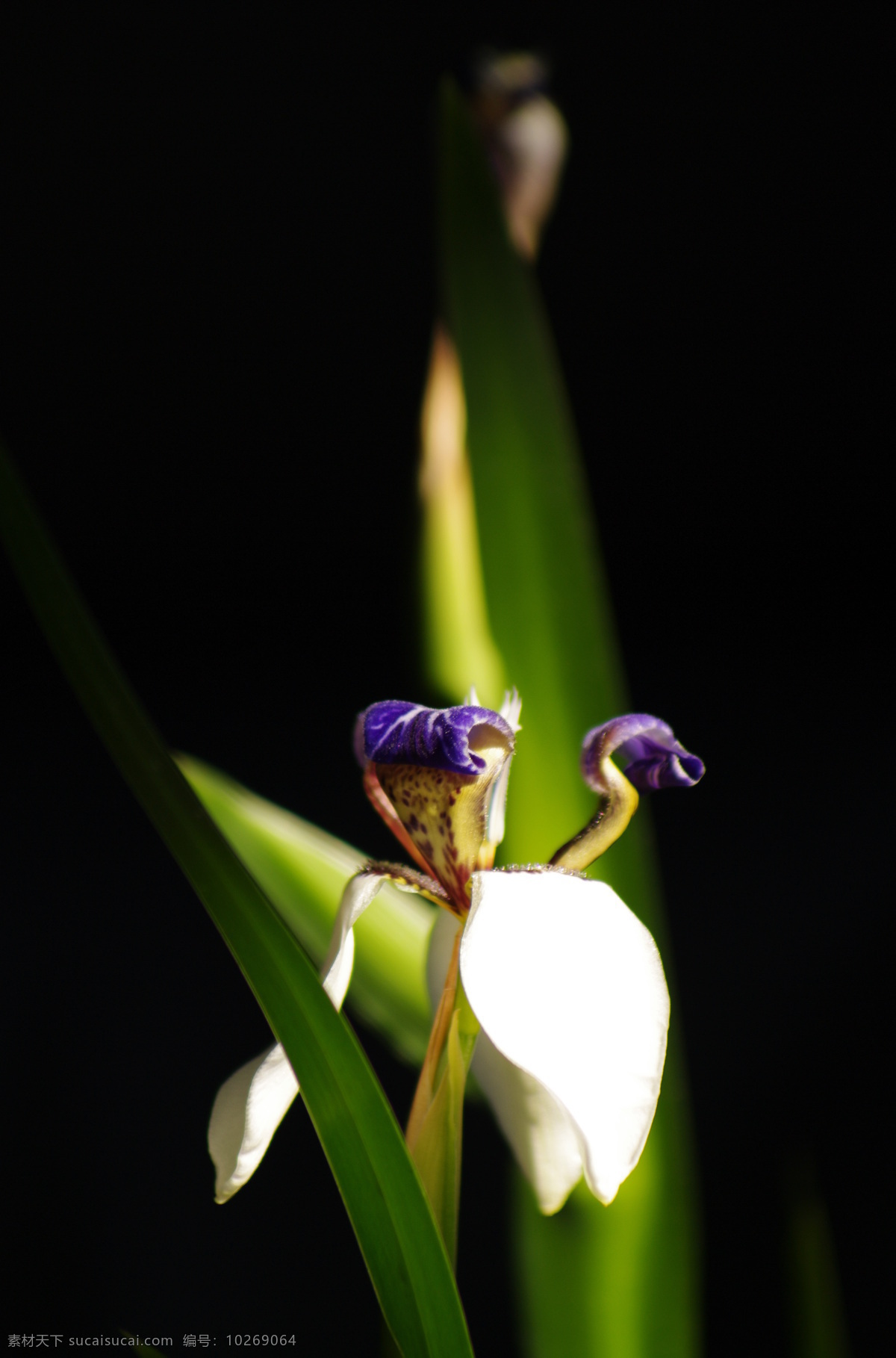 小花 花草 草本 植物 微距 全黑背景 白花 紫色花蕊 绿叶 生物世界