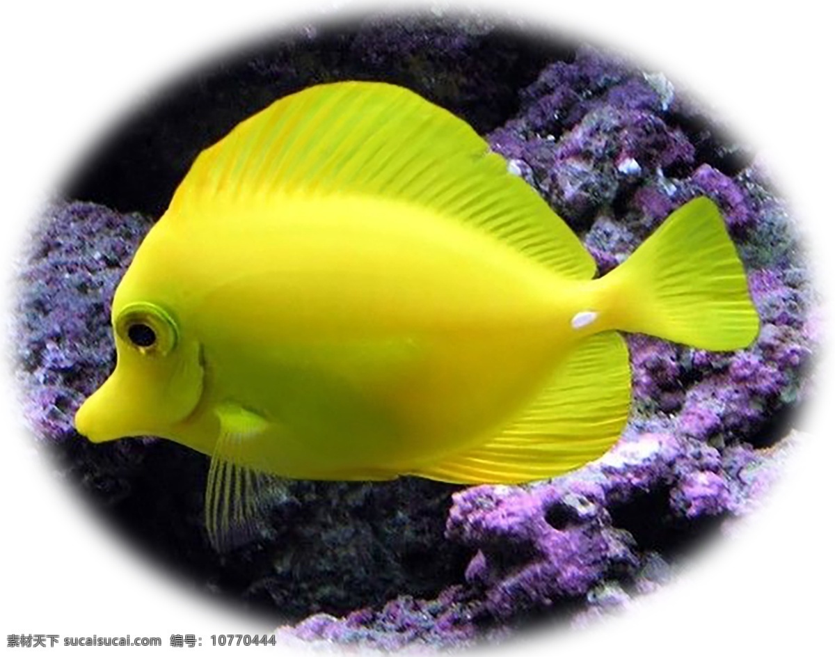 小黄鱼 鱼 海鱼 海底世界 海底 海底生物 彩色鱼 黄鱼 生物世界 海洋生物