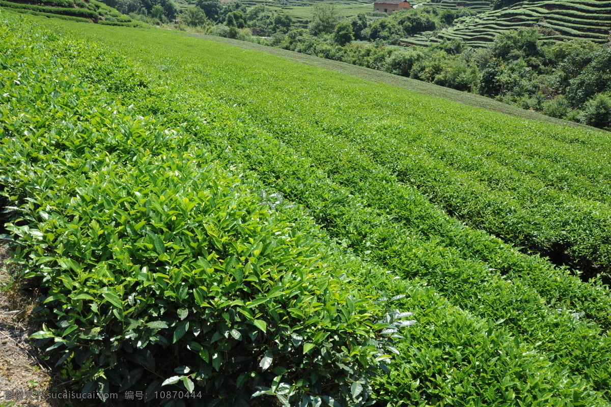 茶叶 新鲜茶叶 绿色茶叶 绿茶 茶叶特写 树木树叶 生物世界