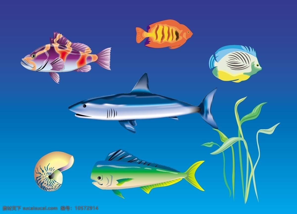 多彩 鱼 海底世界 海螺 海洋 海藻 鲨鱼 生物世界 鱼类 多彩的鱼 矢量