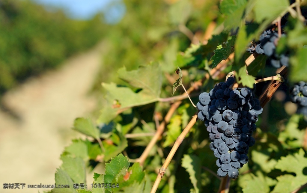 葡萄拍摄 葡萄酒 意大利葡萄 葡萄庄园 葡萄产地 红葡萄 自然景观 田园风光