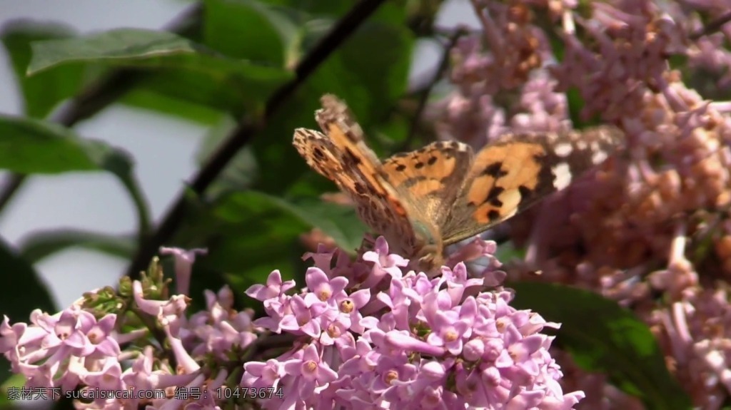 视频背景 实拍视频 视频 视频素材 视频模版 花卉 蝴蝶