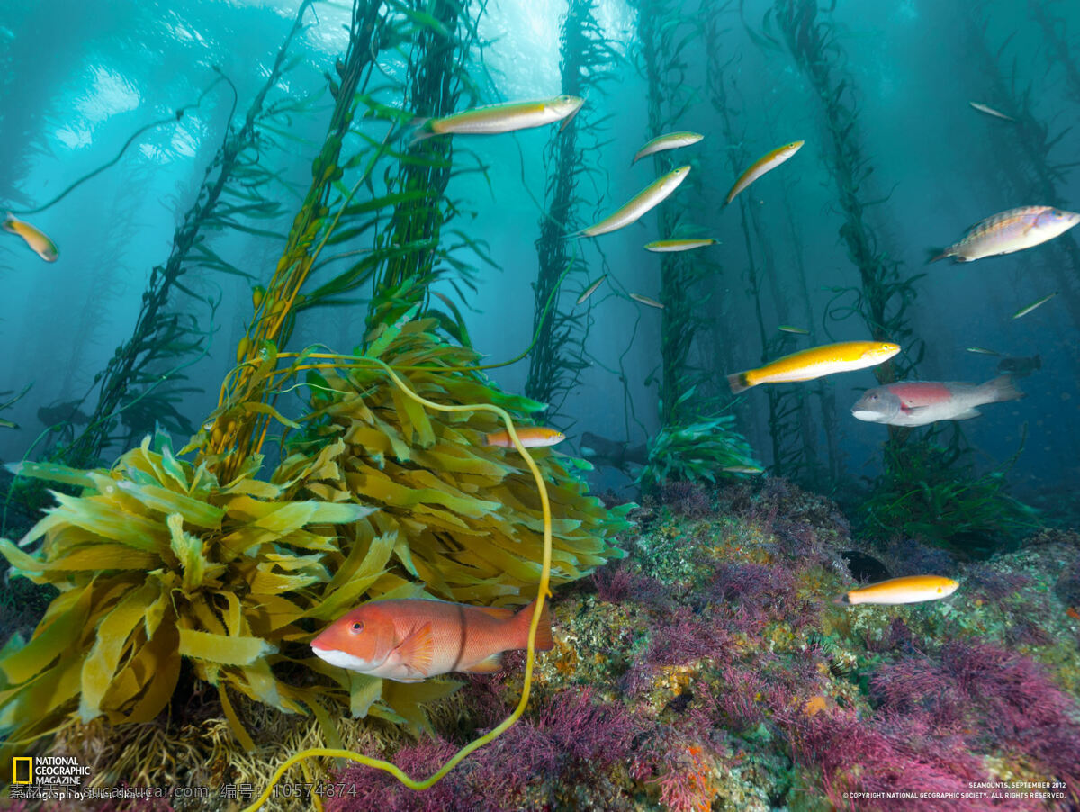 海底 世界 岛屿 海洋 海洋生物 清澈 珊瑚 生物 底世界 自然 鱼类 生物圈 植被 生物世界